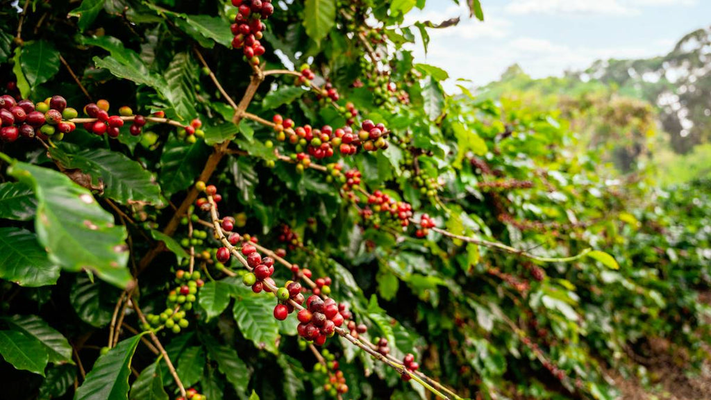 Coffee Origins