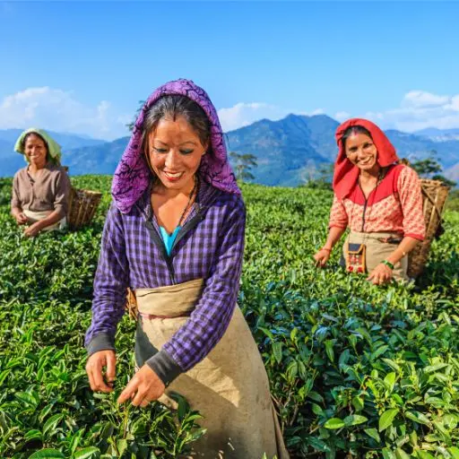 Growing tea in India