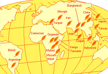 Tea growing countries