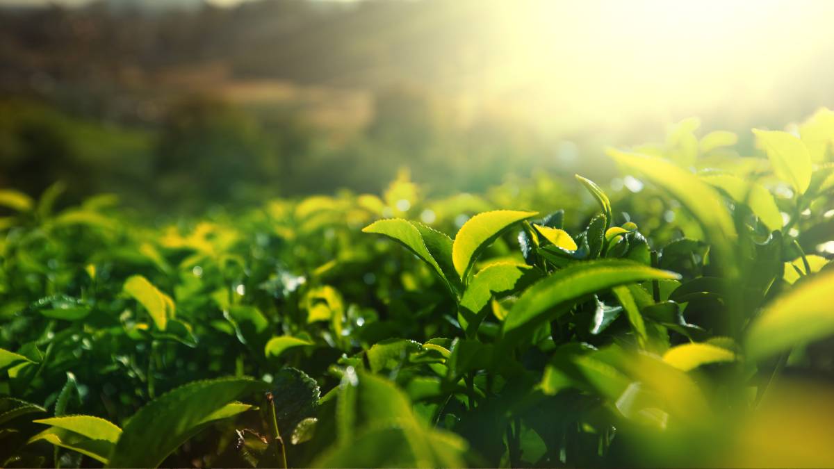 Where tea is grown